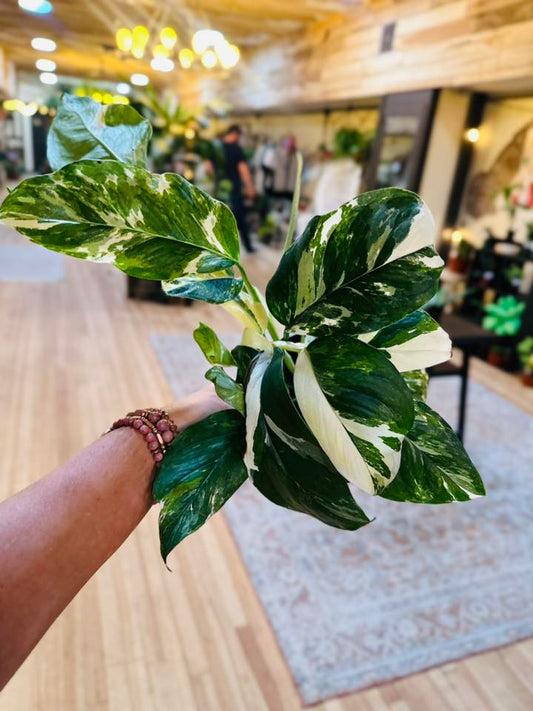 6" Monstera Lechleriana
