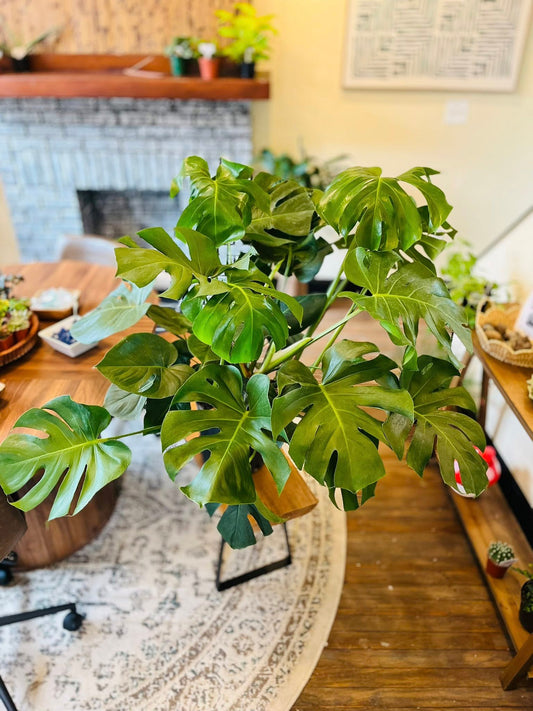 12" Monstera Deliciosa