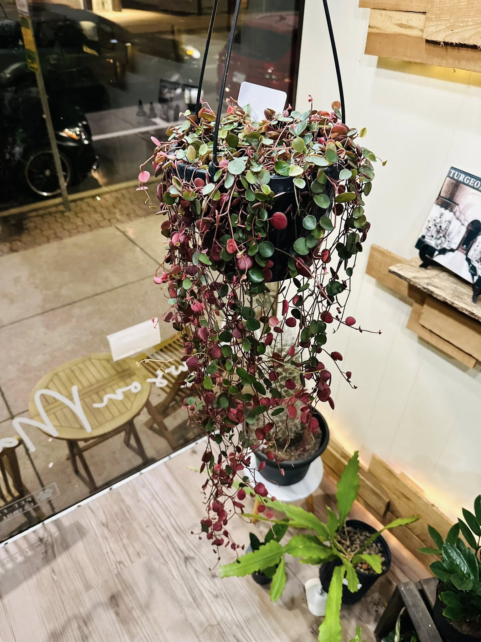 peperomia ruby cascade succulent plant 8" Peperomia Red Ruby Cascade Basket