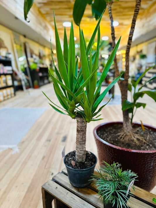 6" Yucca Cane