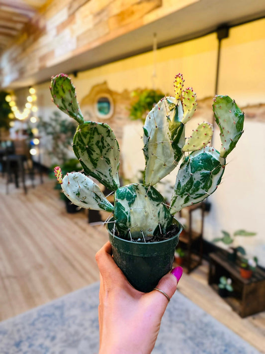 4" Cactus Opuntia Monacantha