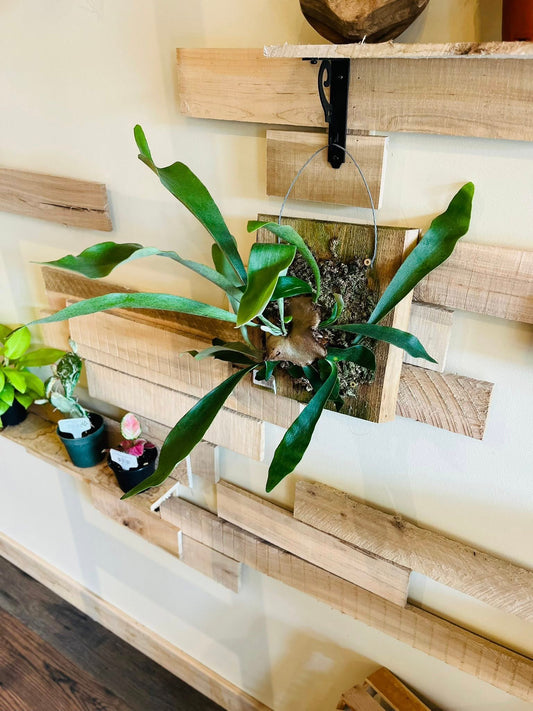 12" Fern Staghorn on Cedar Plaque
