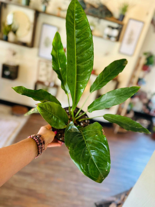 6" Anthurium 'Renaissance'