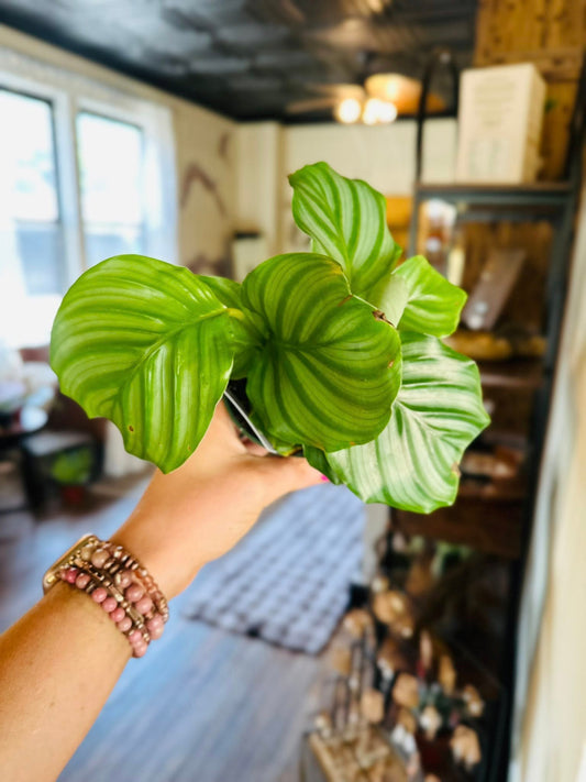 4" Calathea Orbifolia