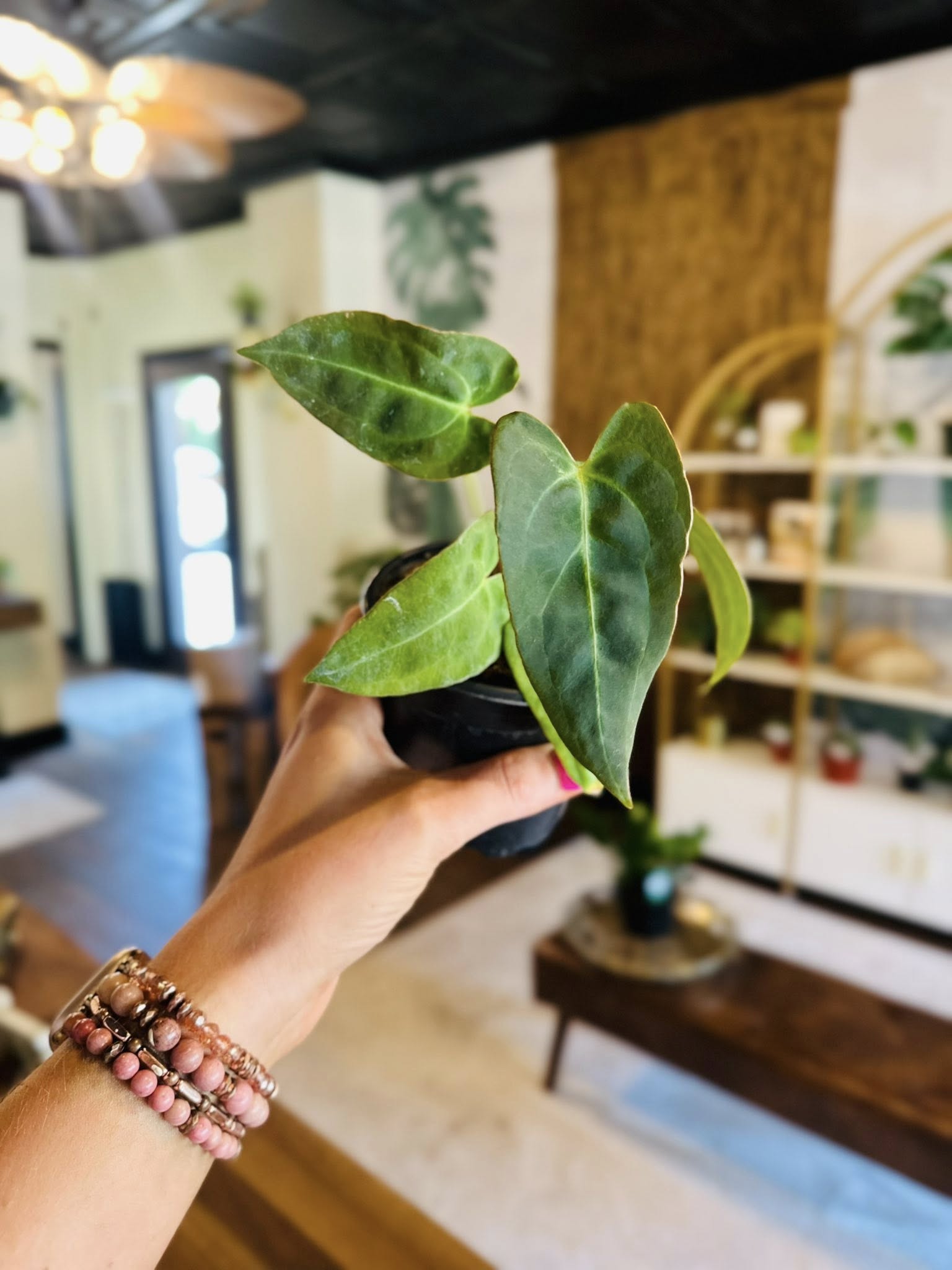 anthurium bakeri x crystallinum 4" Anthurium 'Red Crystal X Crystallinum' – Grows on Main