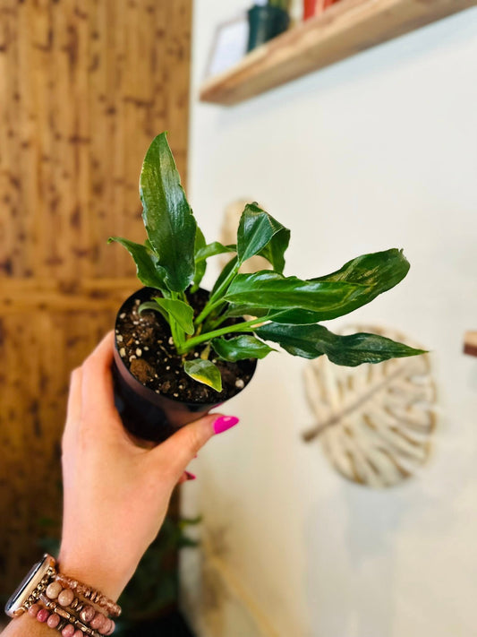4" Philodendron Heather
