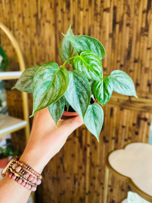 4" Philodendron Sodiroi