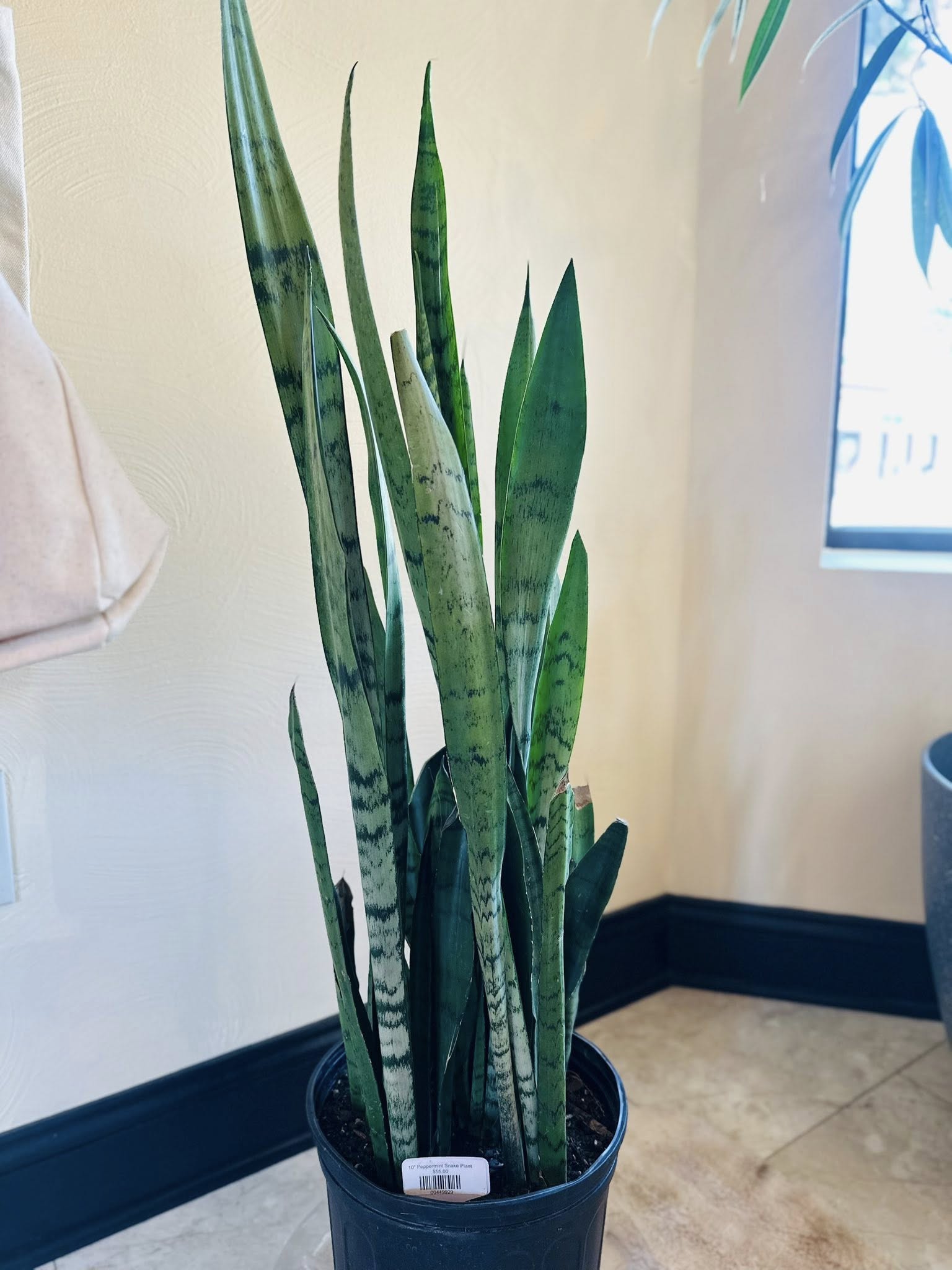 snake plant pepper 10" Peppermint Snake Plant