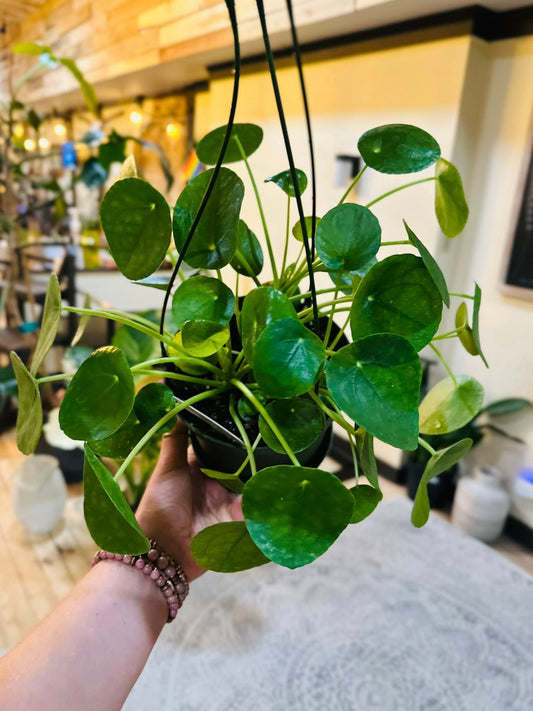 6" Pilea Peperomioides Basket