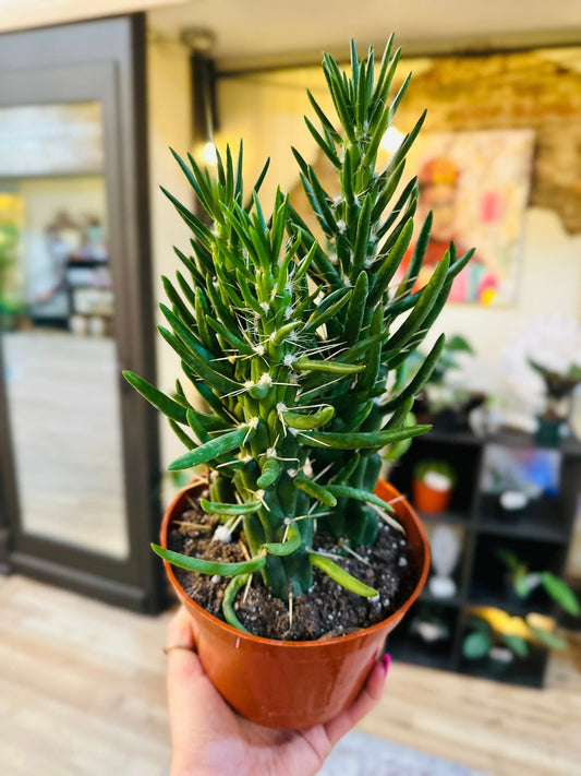 6" Opuntia Subulata