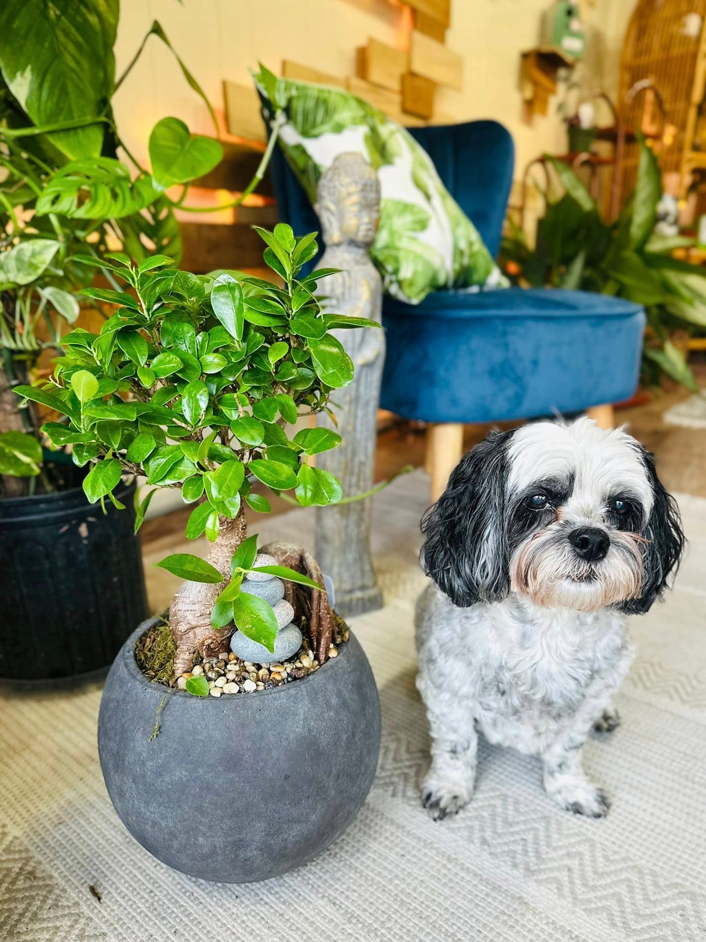 10" Grafted Ficus Bonsai
