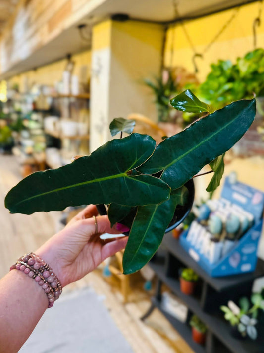 6" Philodendron Billietiae Black