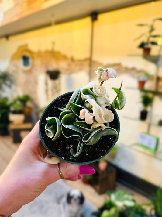 4" Hoya Rope Variegated