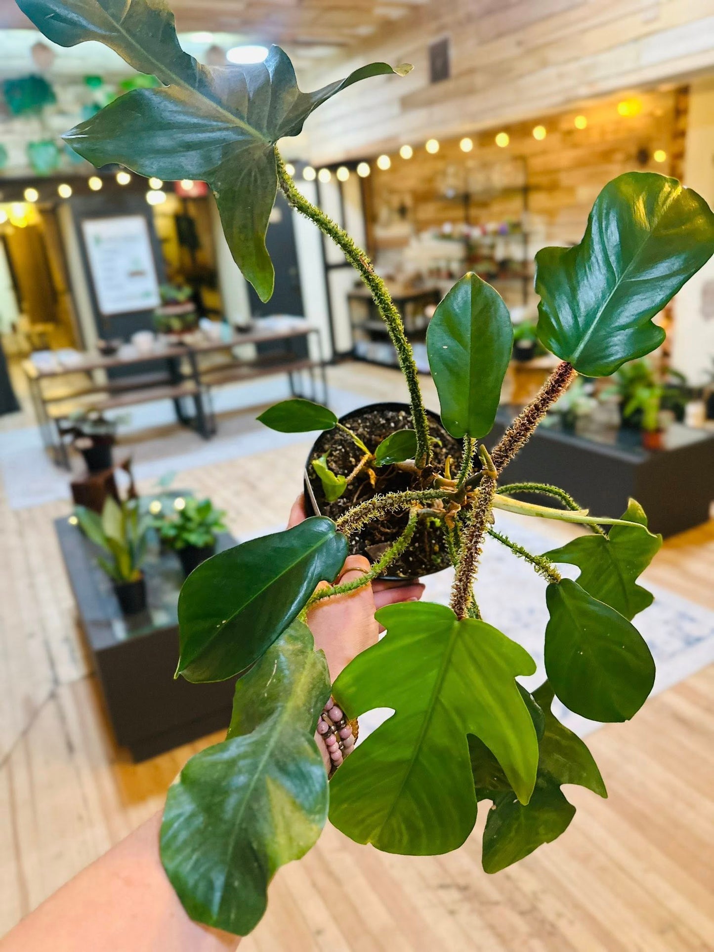 6" Philodendron Squamiferum