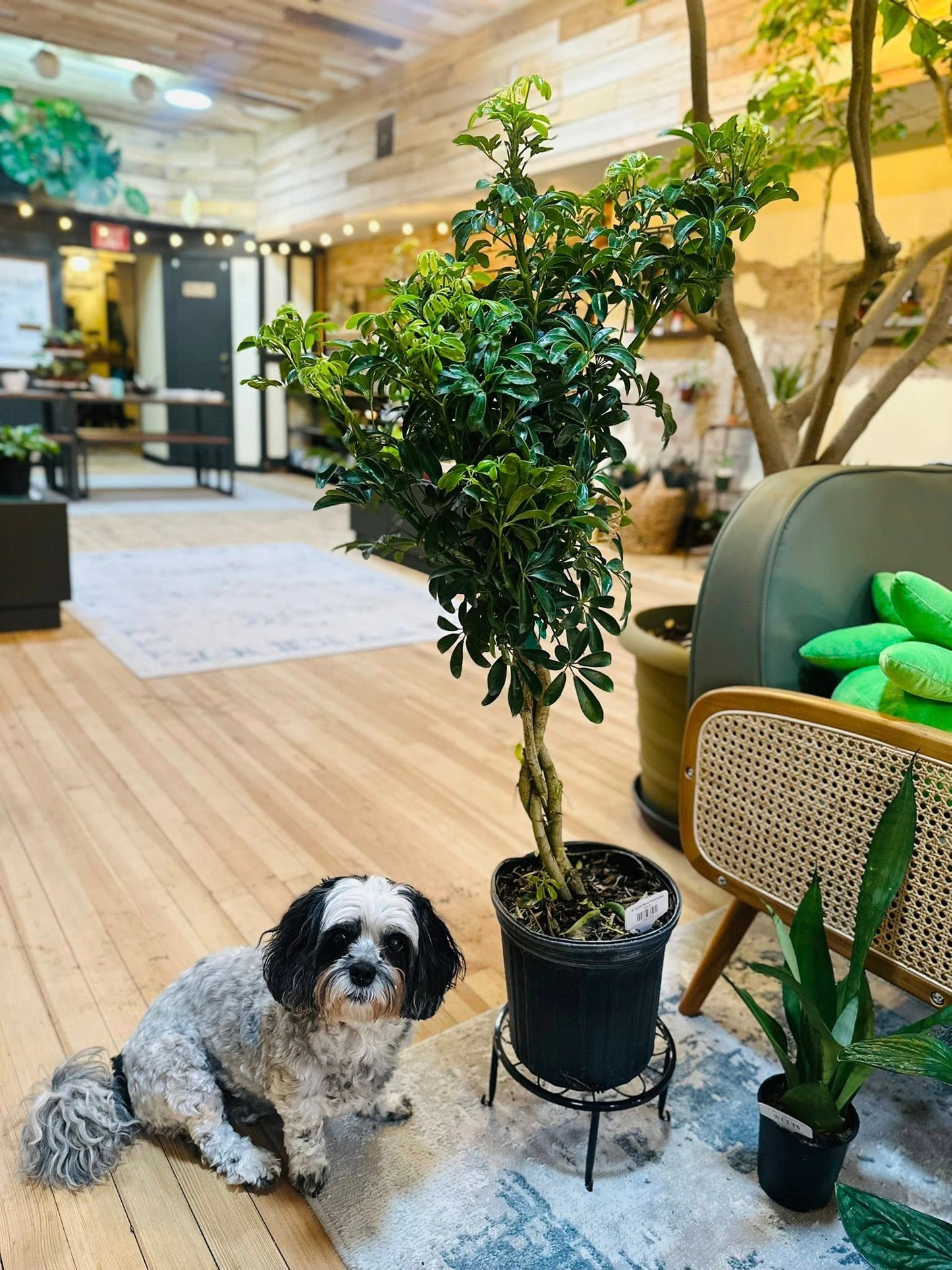 8" Schefflera Arboricola