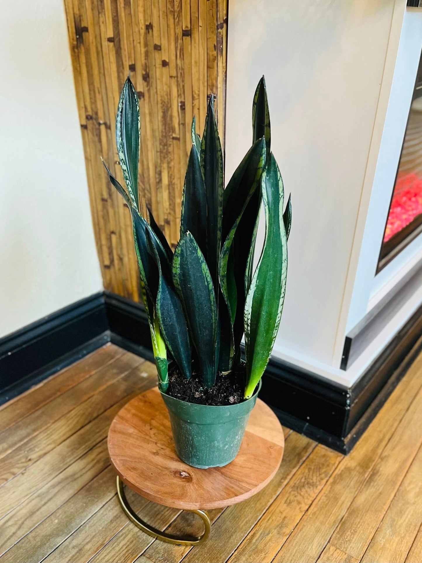 sansevieria zeylanica silver flame 6" Silver Flame Snake Plant – Grows on Main