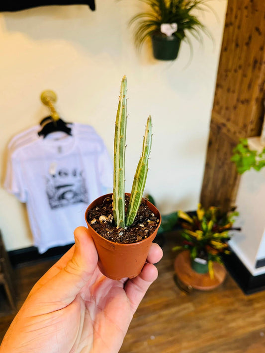 2" Senecio Pickle