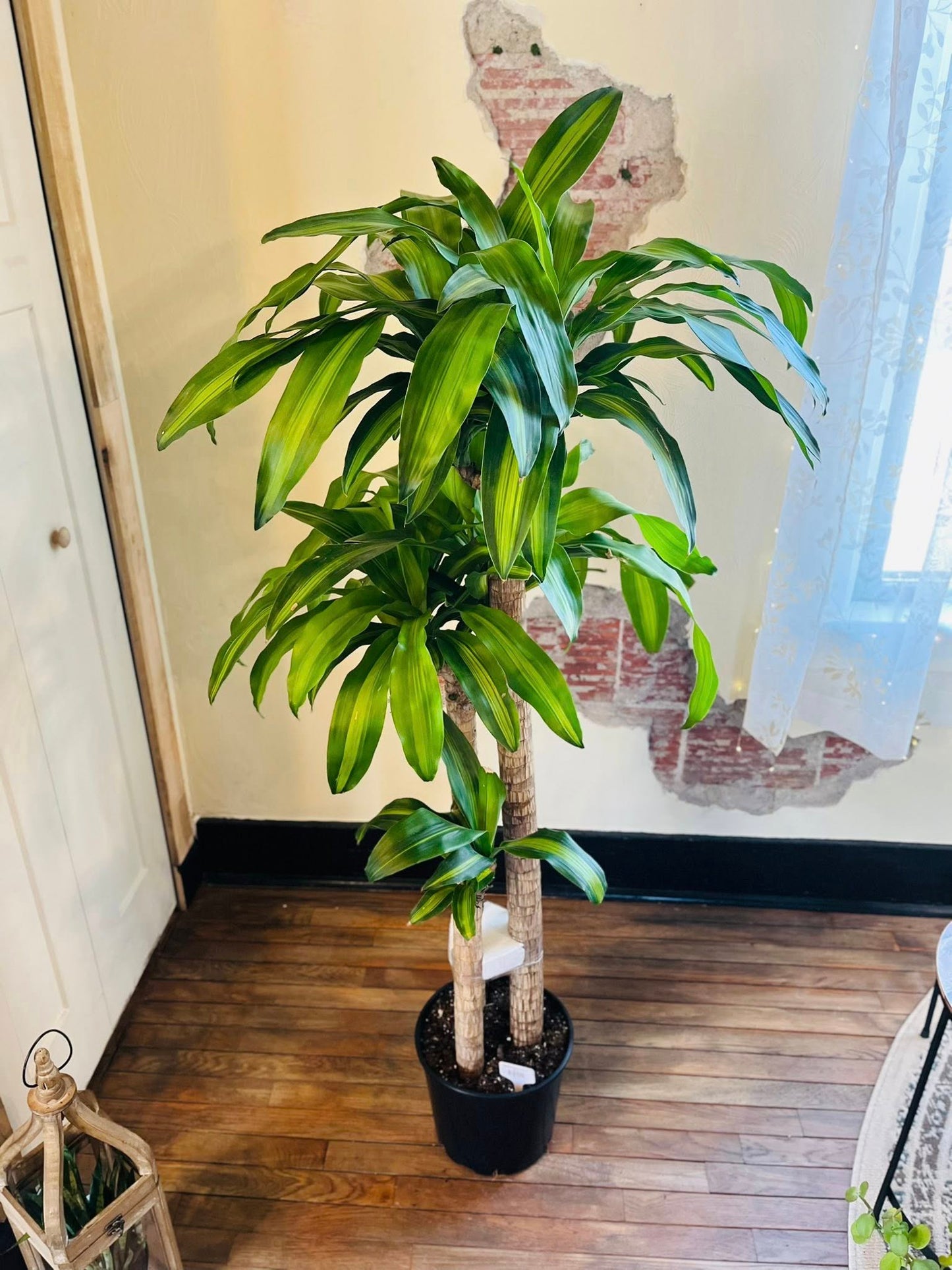 10" Dracaena Mass Cane