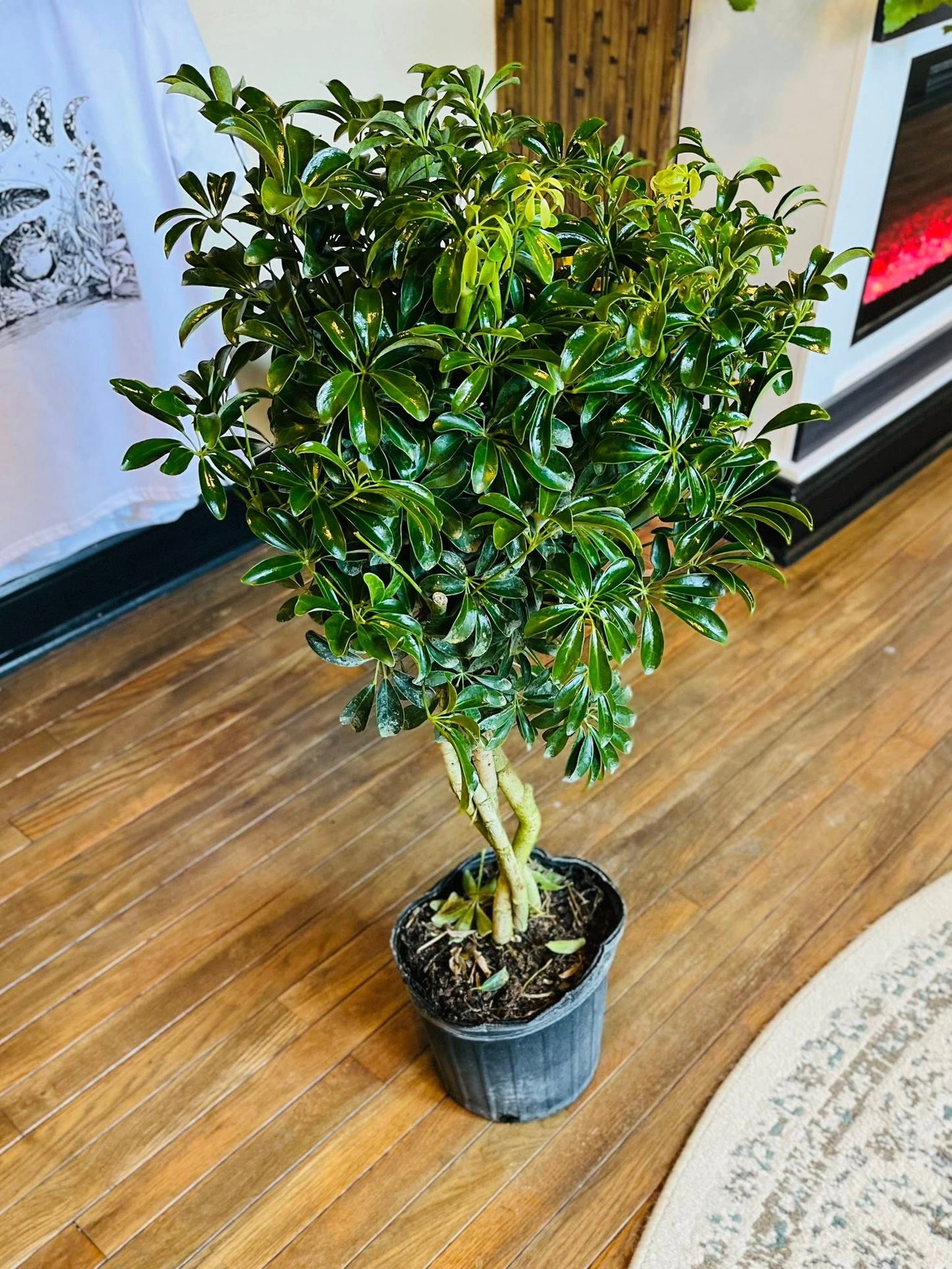 8" Schefflera Arboricola