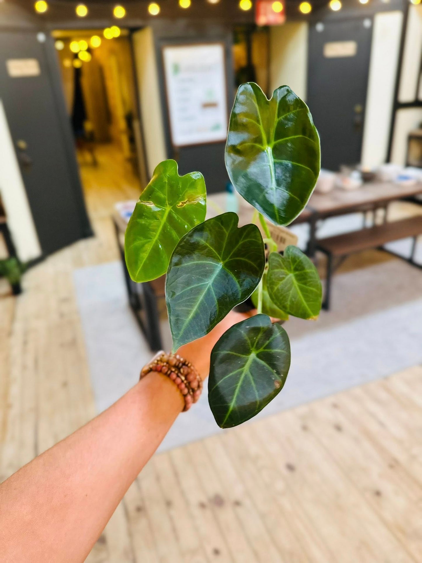 4" Alocasia Regal Shield