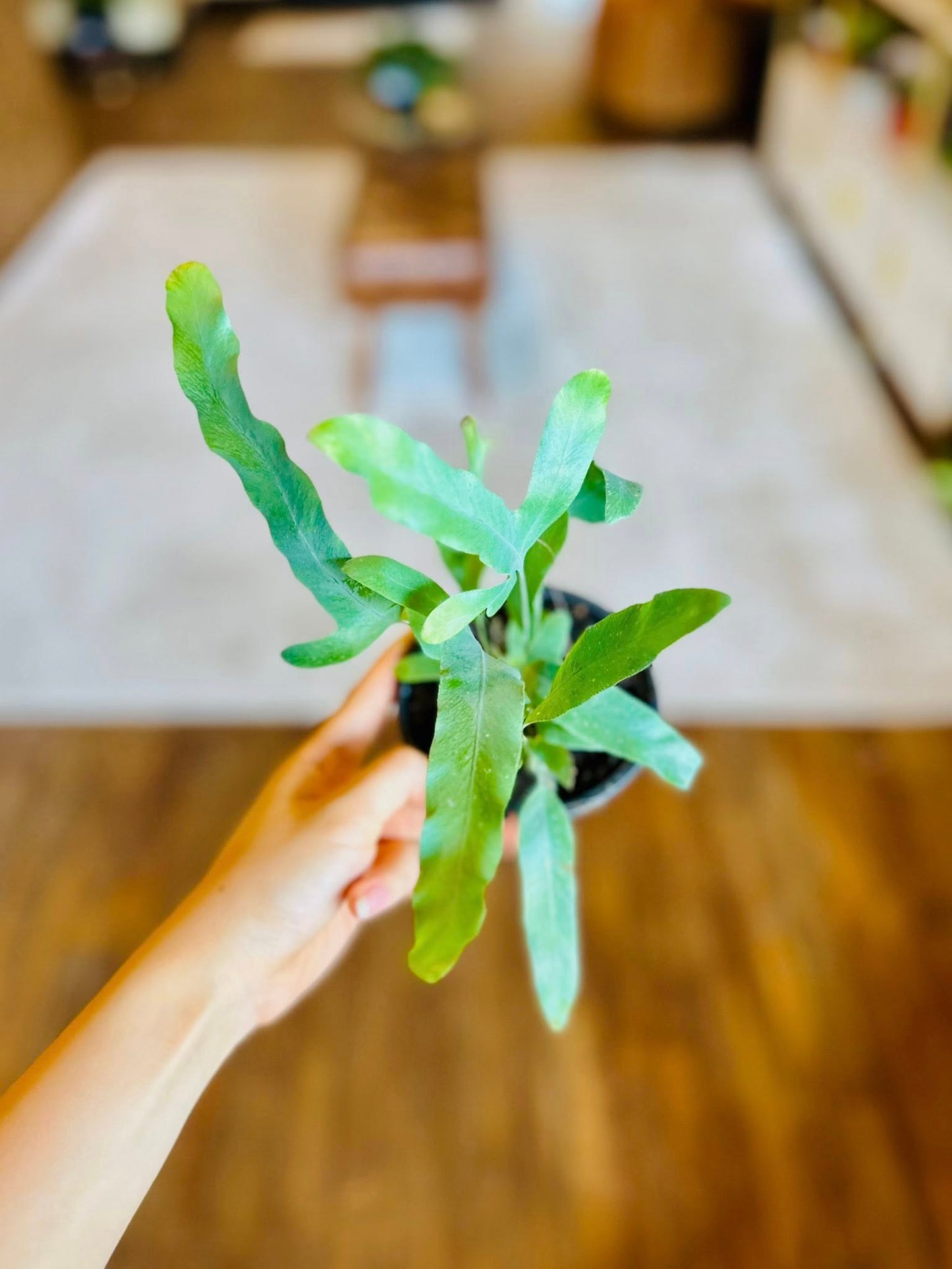 4" Blue Star Fern