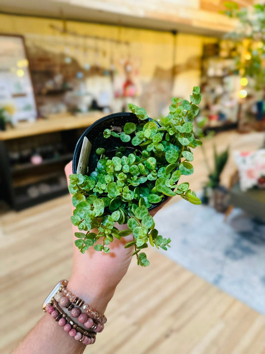 4" String of Turtles