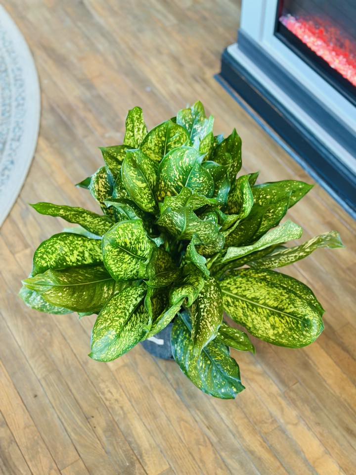 10" Aglaonema Lumina