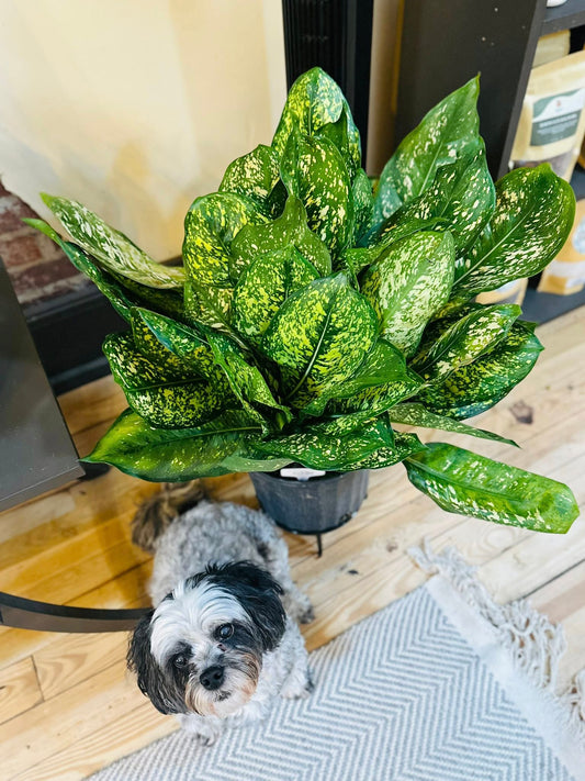10" Aglaonema Lumina