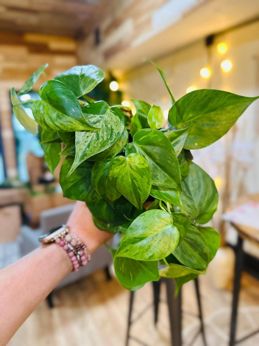4" Philodendron Heartleaf Variegated