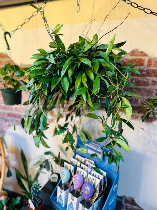 8" Hoya Pubicalyx Basket