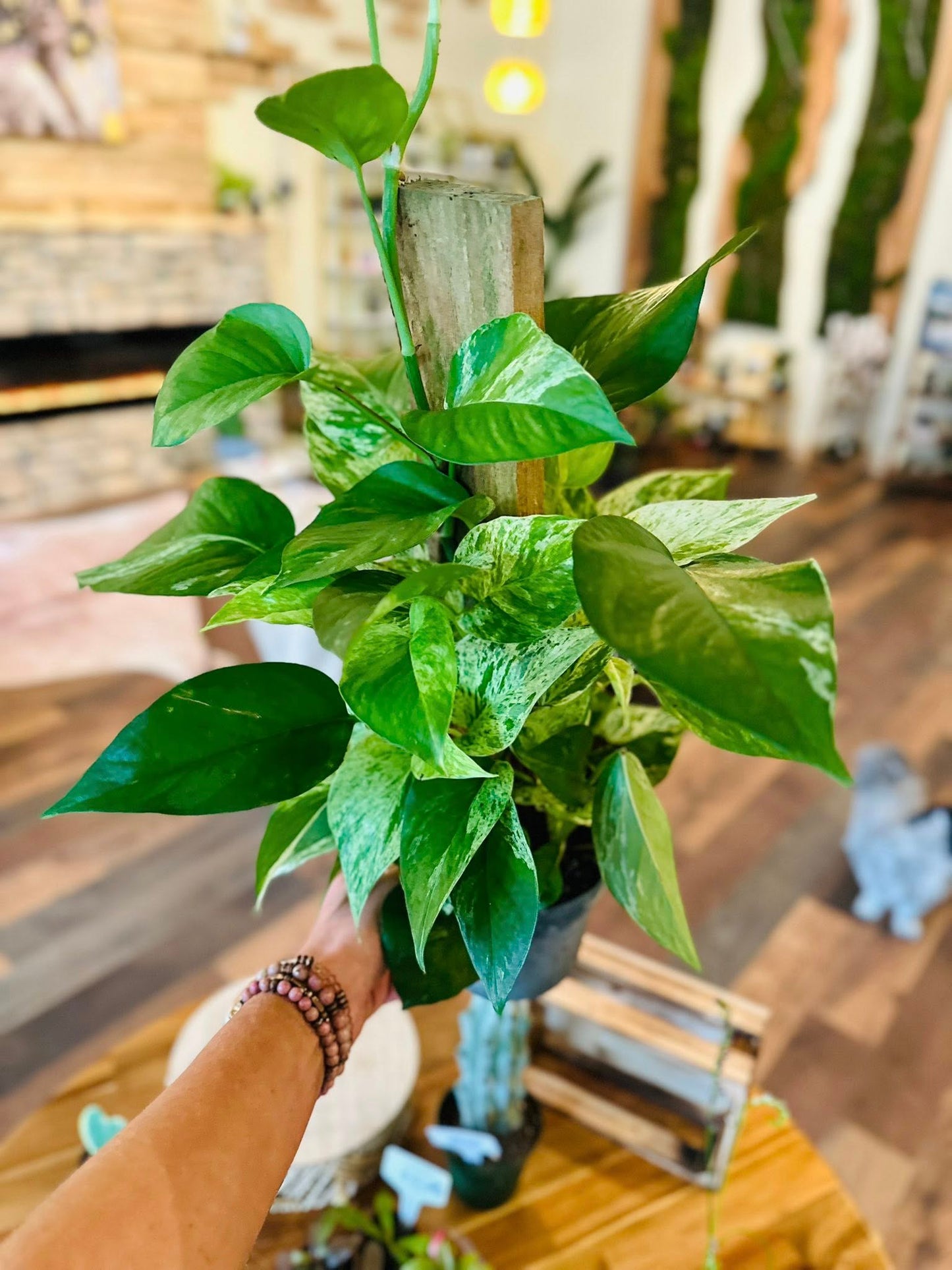 6" Marble Queen Pothos Totem