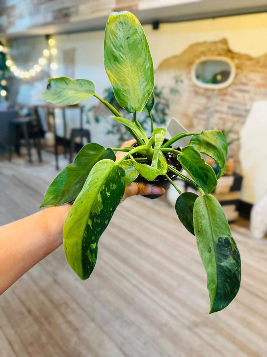 4" Philodendron 'Jose Buono'