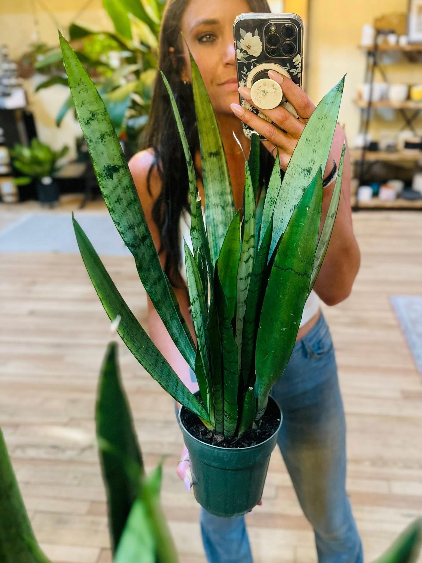 6" Spearmint Snake Plant