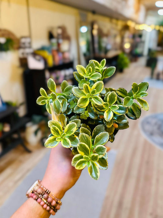 4" Goldfish Variegated