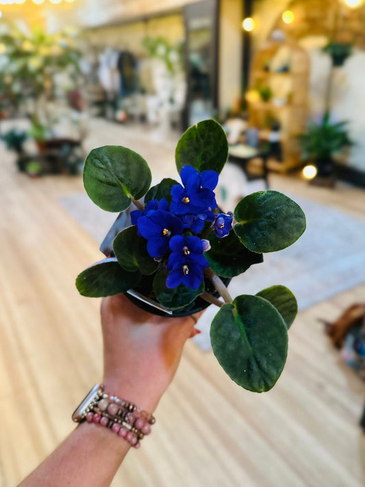 4" African Violet