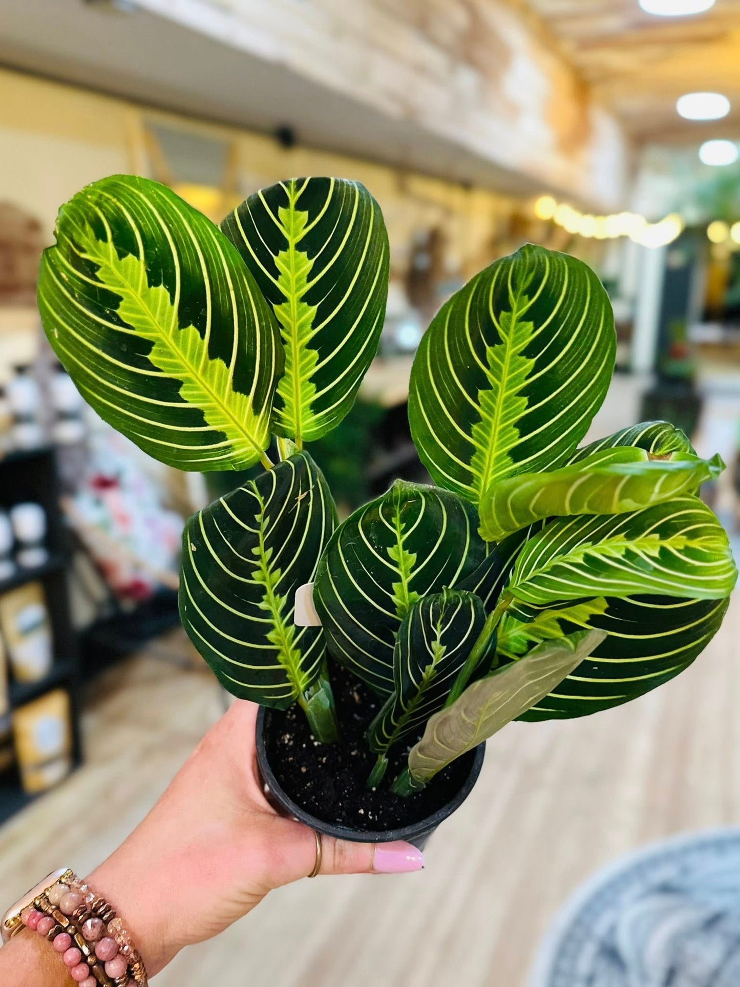 4" Maranta Lemon
