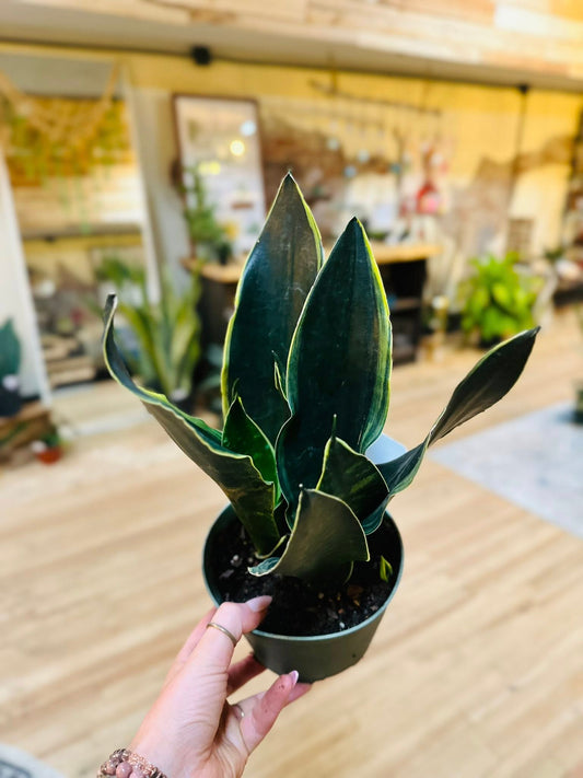 6" Fabi Snake Plant