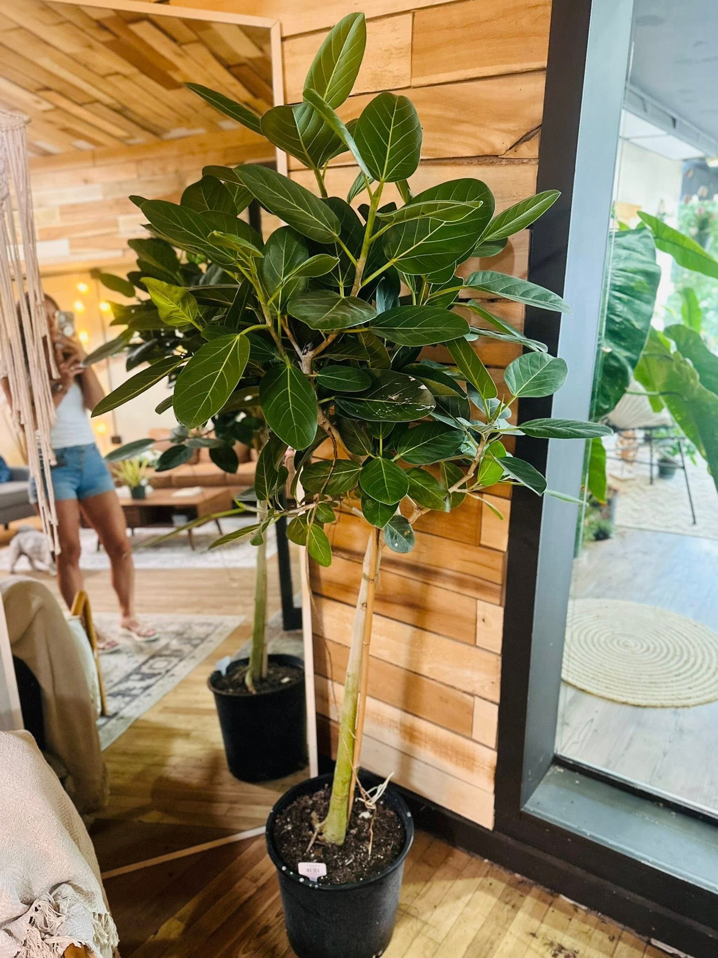 14" Ficus Audrey