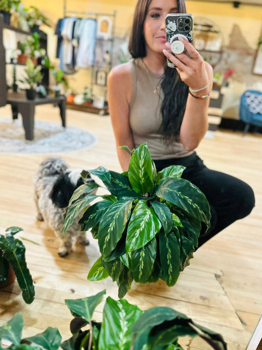 8" Calathea Maui Queen
