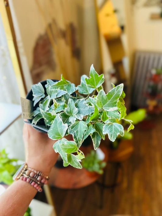 4" English Ivy Gold Variegated