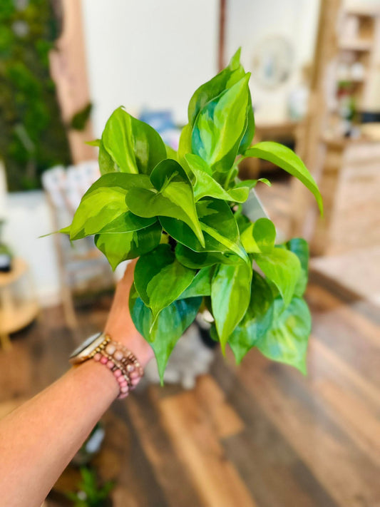 4" Philodendron Brazil