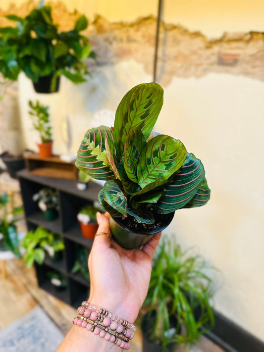 4" Maranta Red