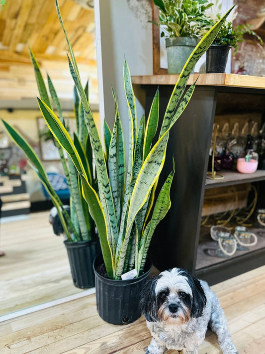 8" Silver Laurentii Snake Plant
