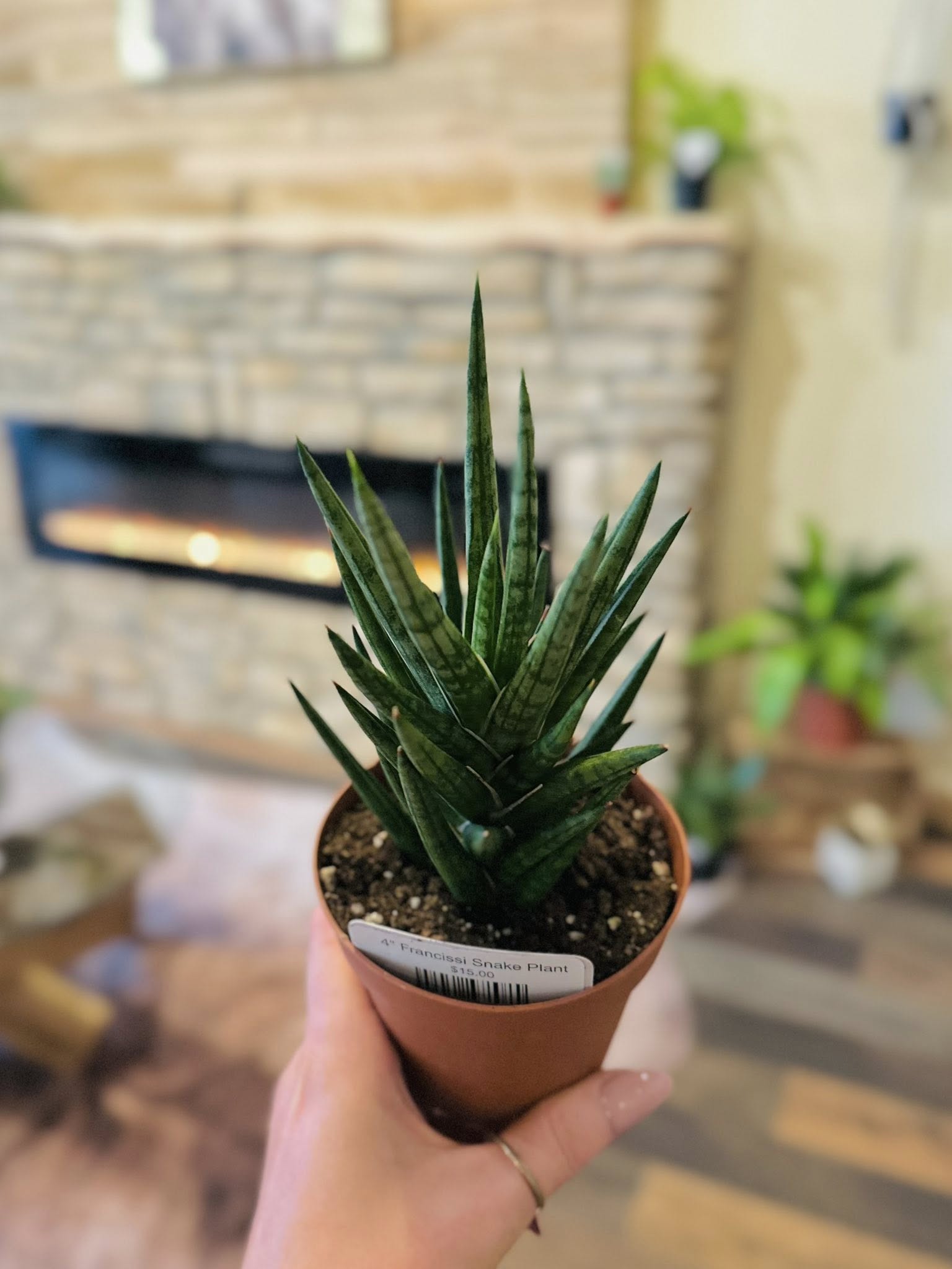 serpentine francissi snake plant 4" Francissi Snake Plant