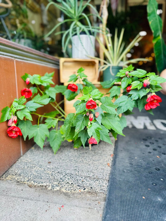 6" Abutilon Lucky Lantern