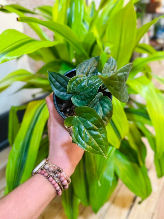 4" Anthurium Radicans x Luxurians