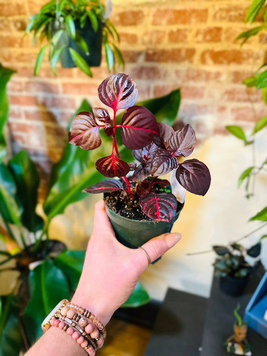 4" Blood Leaf