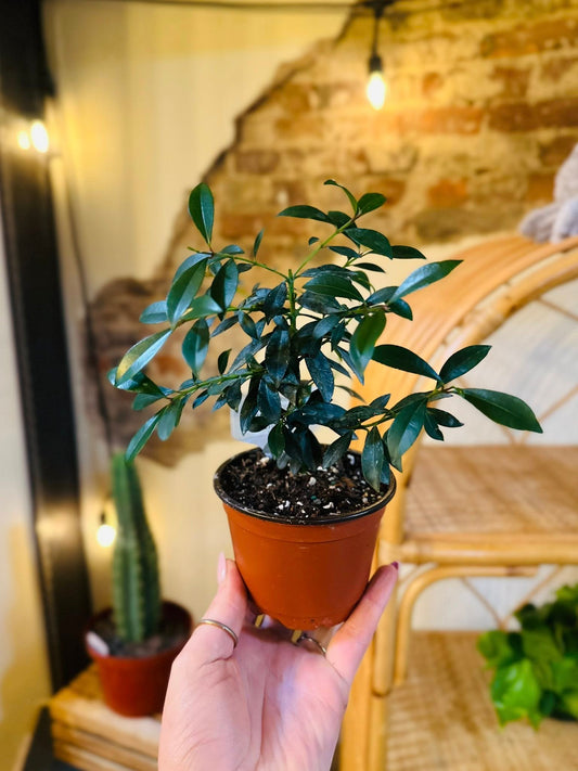 4" Eugenia Globulus