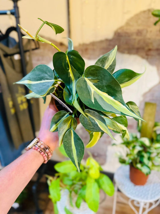 4" Philodendron Rio