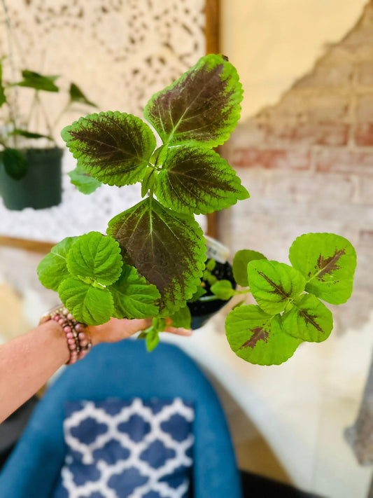 4" Coleus